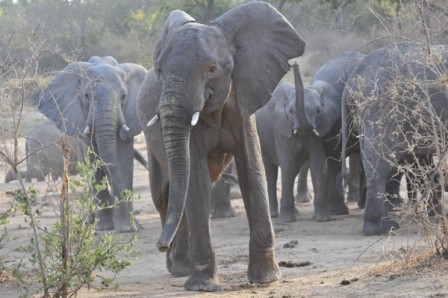 Yankari Game Reserve with largest surviving elephant population in Nigeria